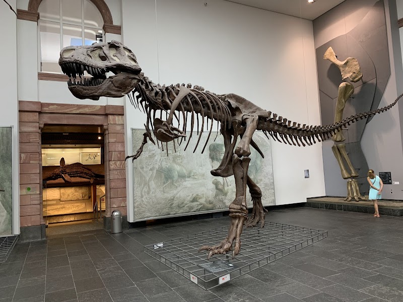 Senckenberg Natural History Museum, Frankfurt am Main