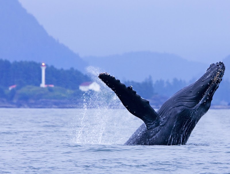 Jamie’s Whaling Station Tofino, Tofino