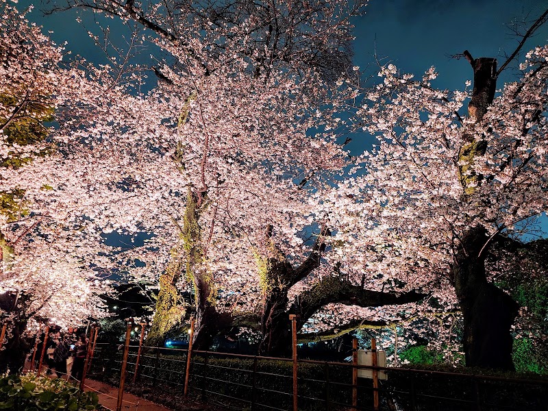 Chidorigafuchi, Tokyo