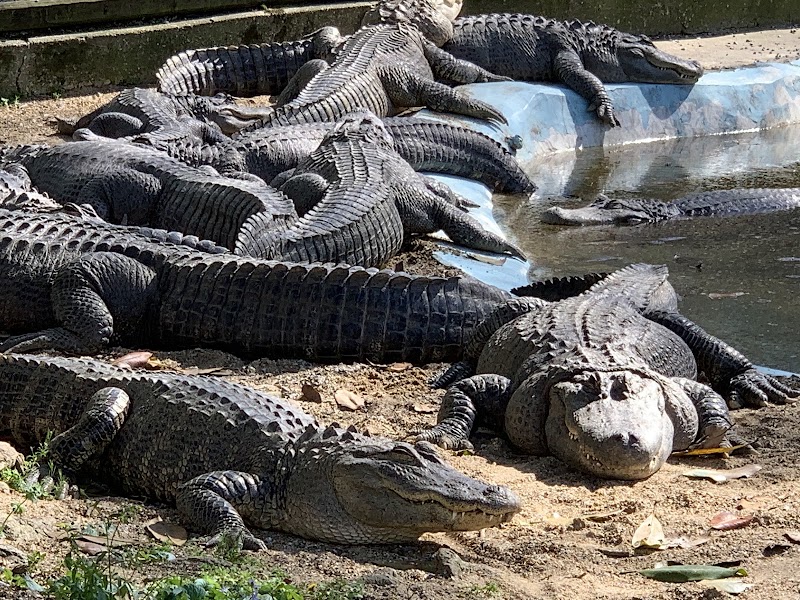 Arkansas Alligator Farm & Petting Zoo, Hot Springs National Park
