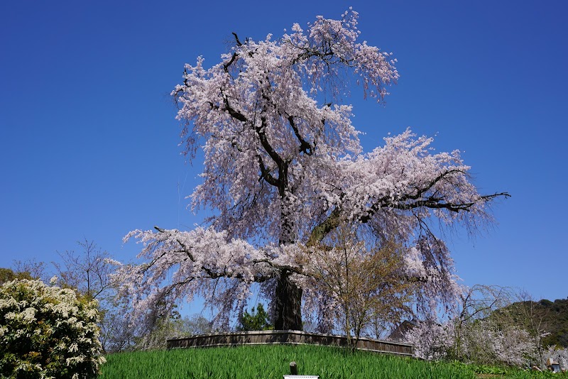 Maruyama Park, Kyoto