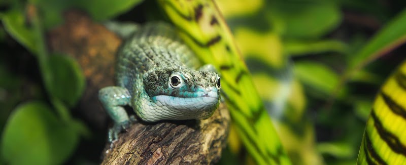 Oslo Reptile Park, Oslo
