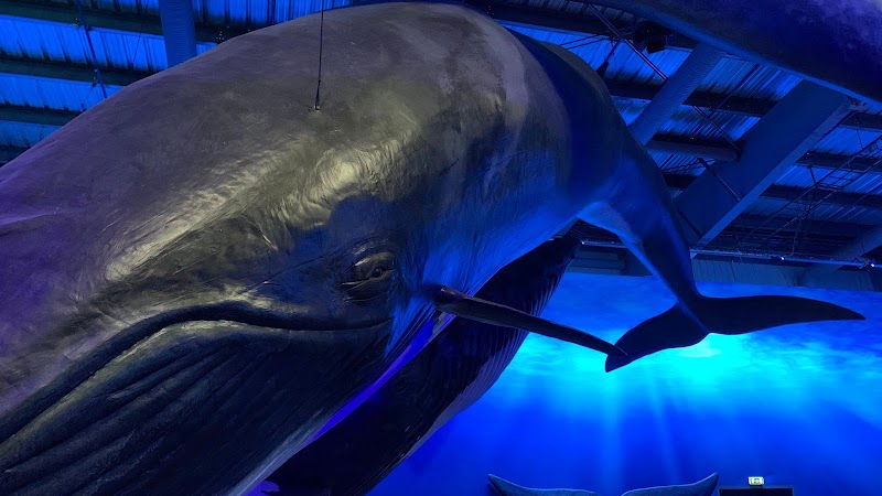 Whales of Iceland, Reykjavík