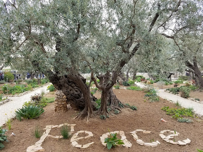 Garden of Gethsemane, Jerusalem