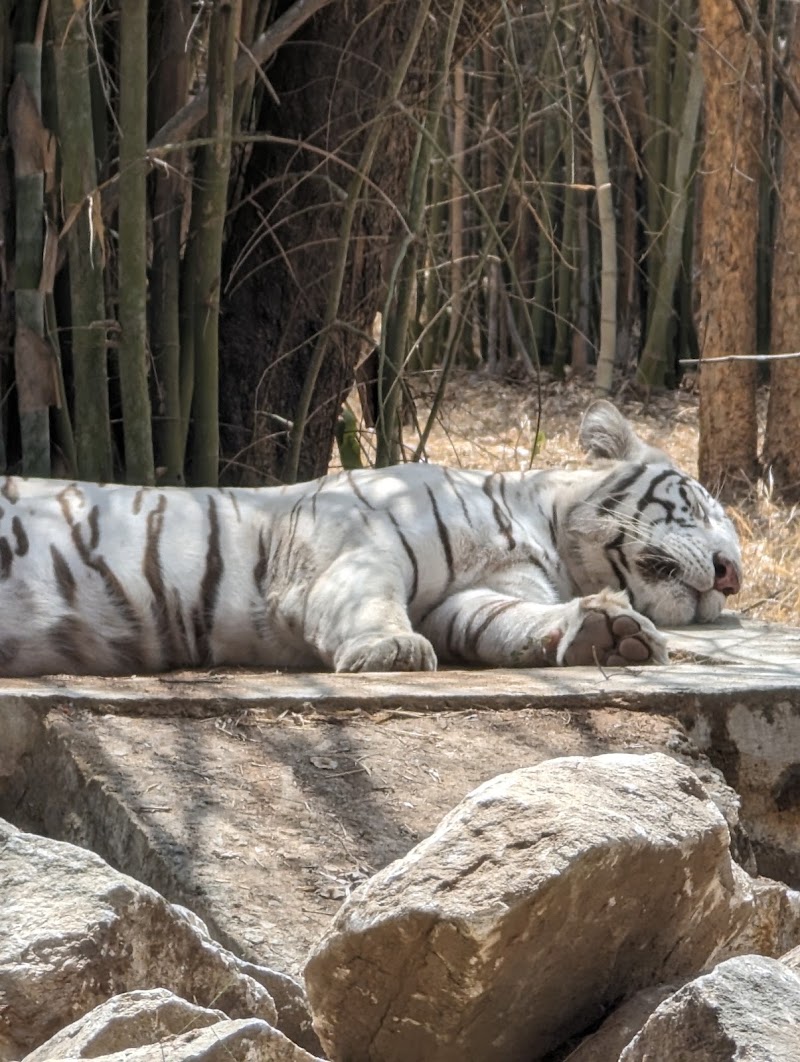 Bannerghatta National Park, Bengaluru