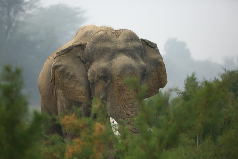 Wildlife SOS, Agra
