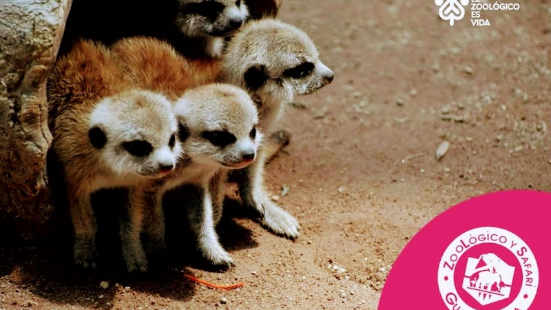 Zoologico Guadalajara, Guadalajara