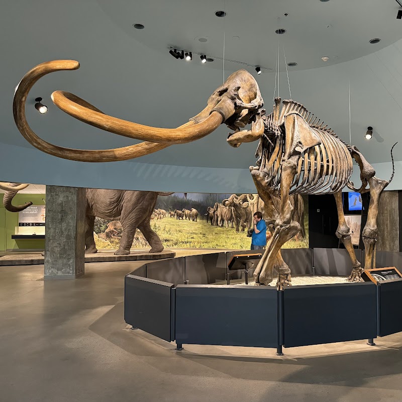 La Brea Tar Pits and Museum, Los Angeles
