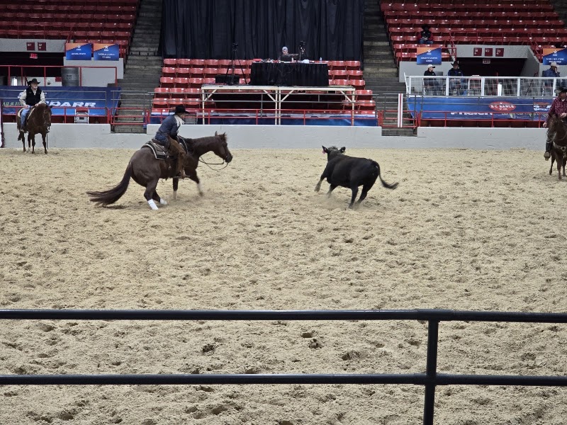 Rodeo Houston or Houston Livestock Show and Rodeo, Houston