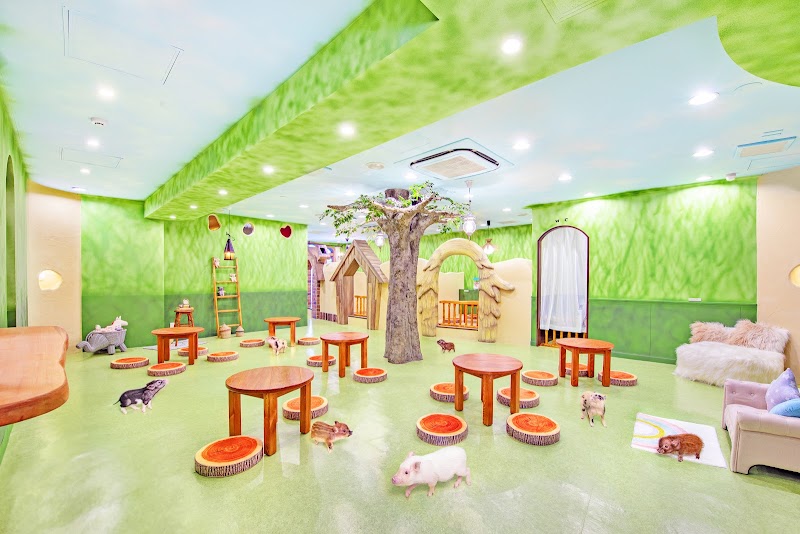 mipig cafe Harajuku, Tokyo