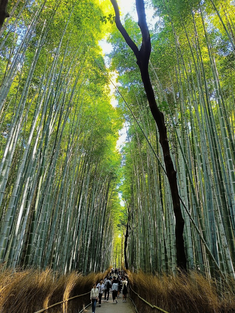 Arashiyama Bamboo Forest, Kyoto