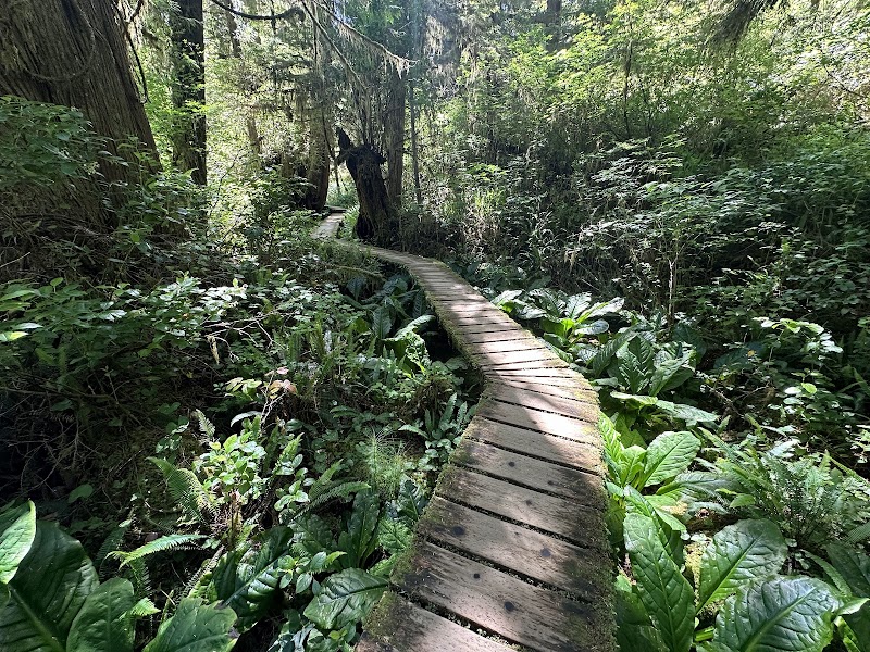 Rainforest Trail, Tofino