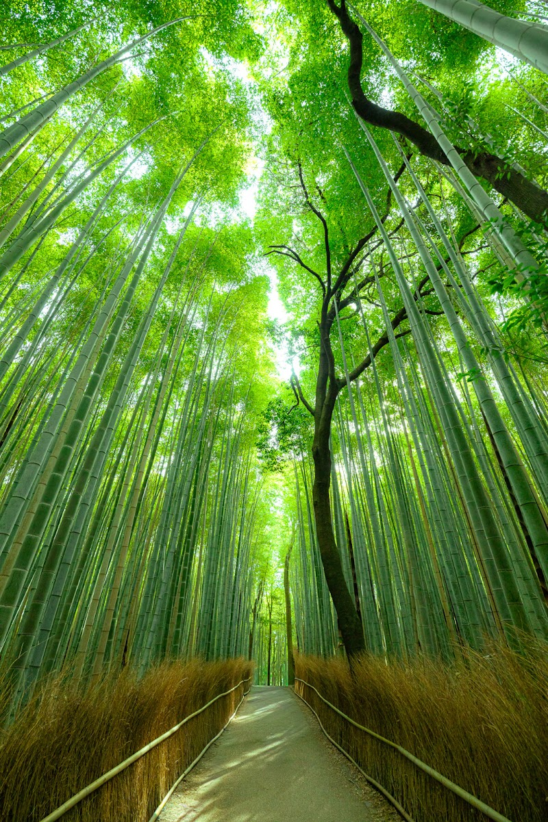 Arashiyama, Kyoto