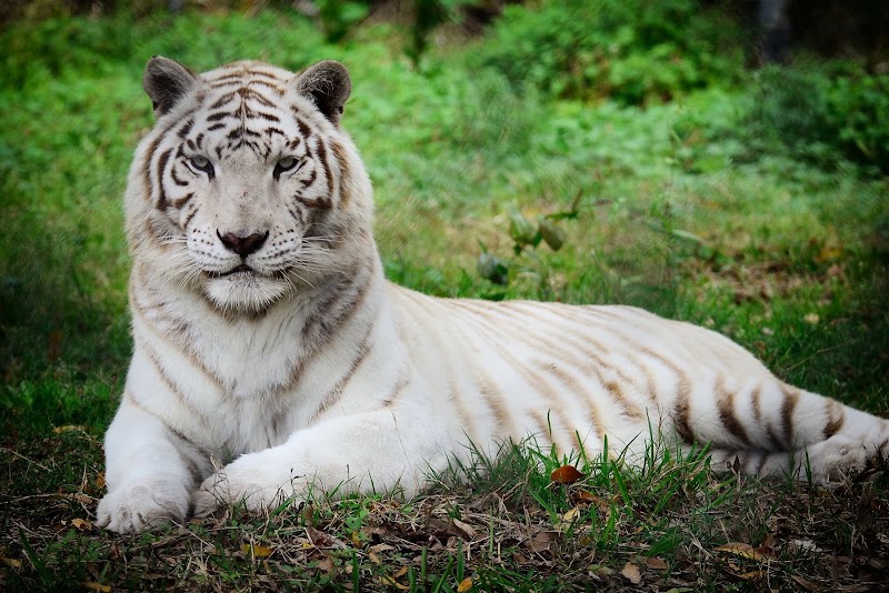 Catty Shack Ranch Wildlife Sanctuary, Jacksonville
