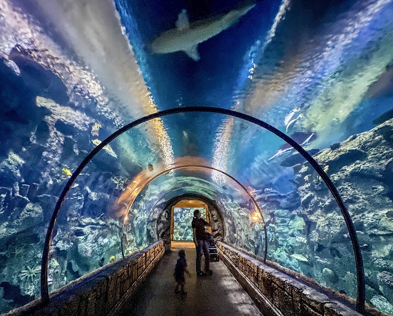 Shark Reef Aquarium at Mandalay Bay, Las Vegas