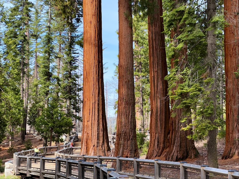 Mariposa Grove of Giant Sequoias, Yosemite National Park