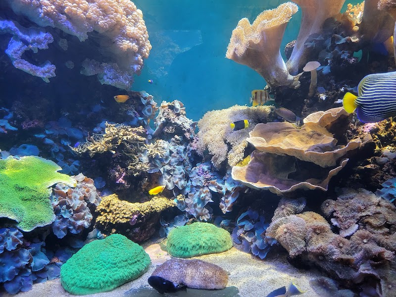 Waikiki Marine Life Conservation District, Honolulu