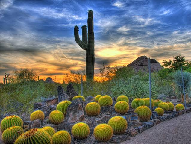 Desert Botanical Garden, Phoenix
