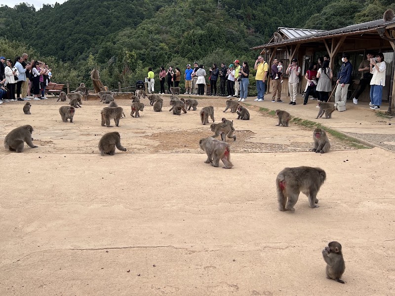 Arashiyama Monkey Park Iwatayama, Kyoto