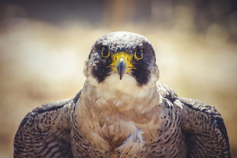 Souq Waqif Falcon Hospital, Doha