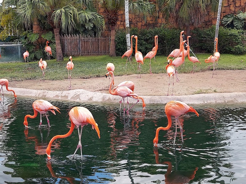 Zoo Miami, Miami