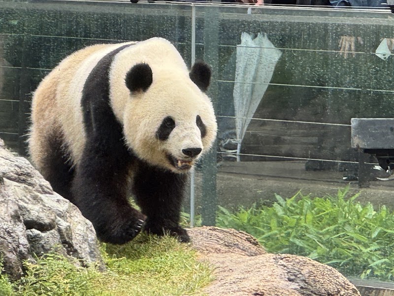 Ueno Zoo, Tokyo
