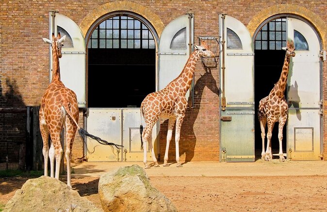 London Zoo, London