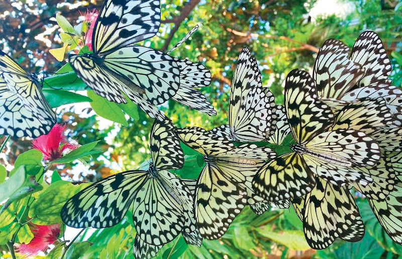 Cockrell Butterfly Center, Houston