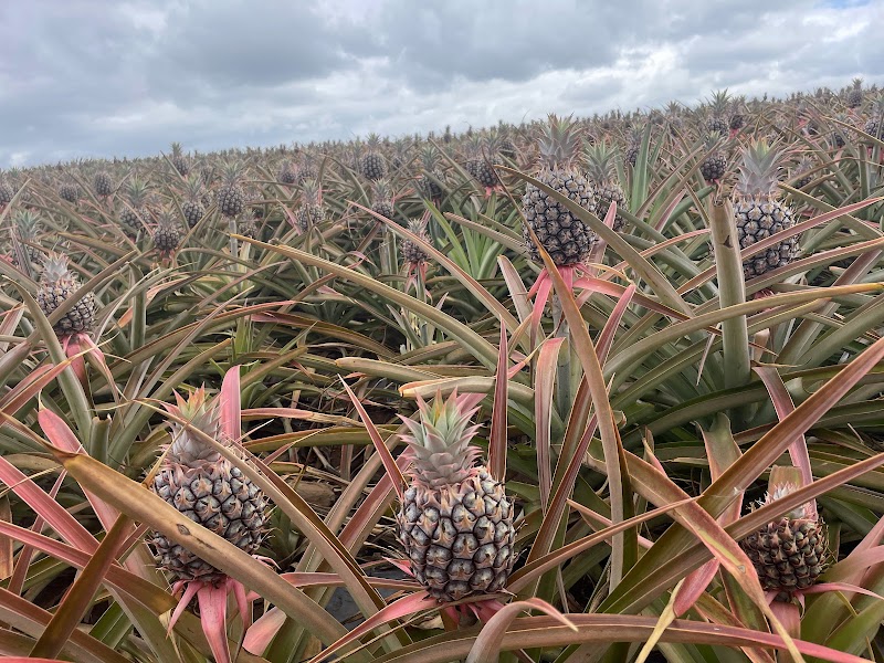 Maui Pineapple Tour, Maui