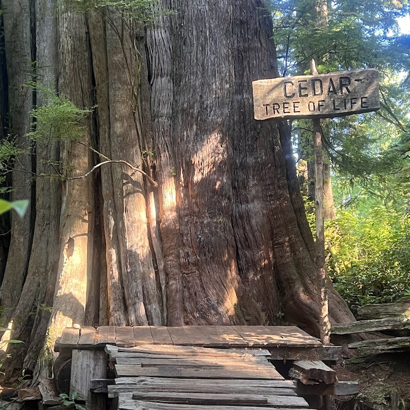 Big Tree Trail, Tofino
