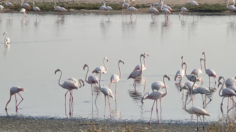 Al Wathba Wetland Reserve, Abu Dhabi