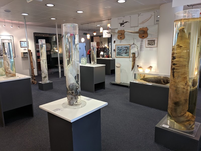 The Icelandic Phallological Museum, Reykjavík