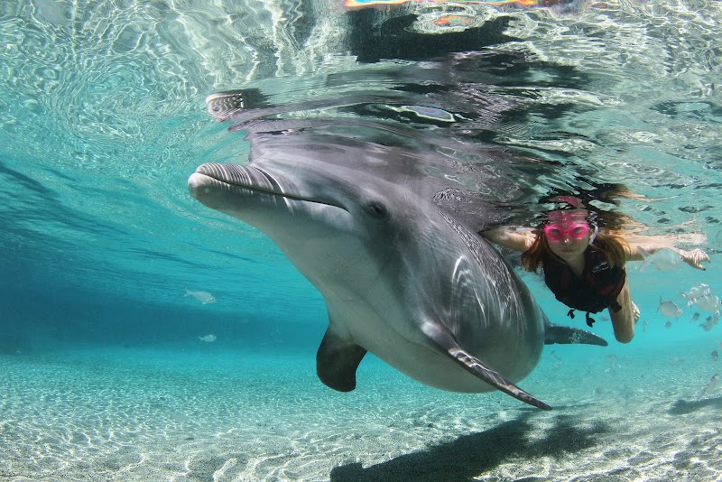 Dolphin Quest Hawaii, Island of Hawai'i