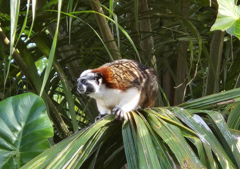 Panama Monkey Island, Panama City