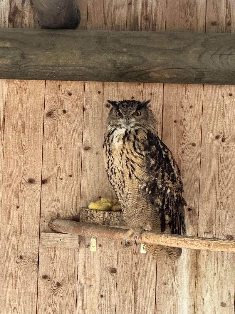 Alpenvogelpark Grindelwald, Grindelwald