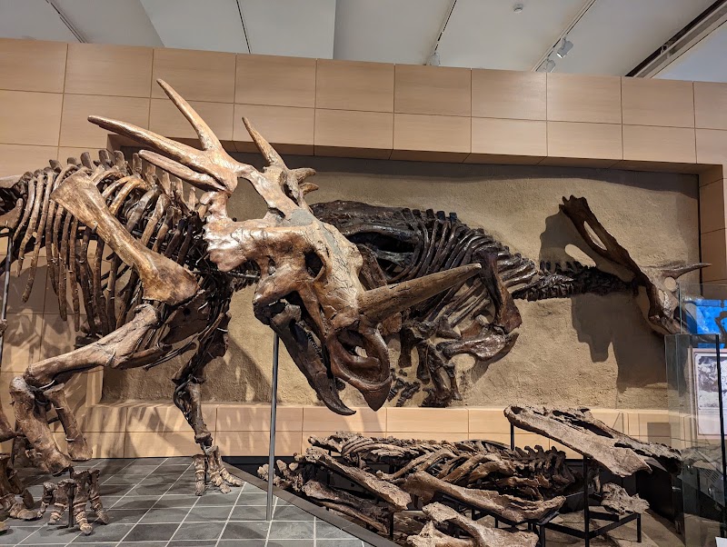 Canadian Museum of Nature / Musée canadien de la nature, Ottawa