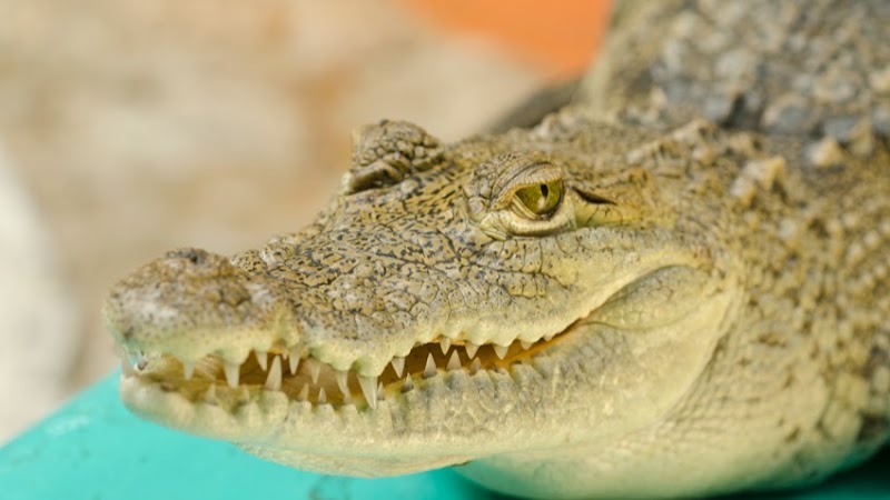 Croco Cun Zoo, Cancún