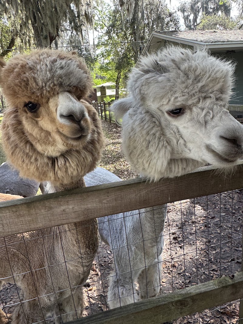Shady Rest Alpacas, Jacksonville