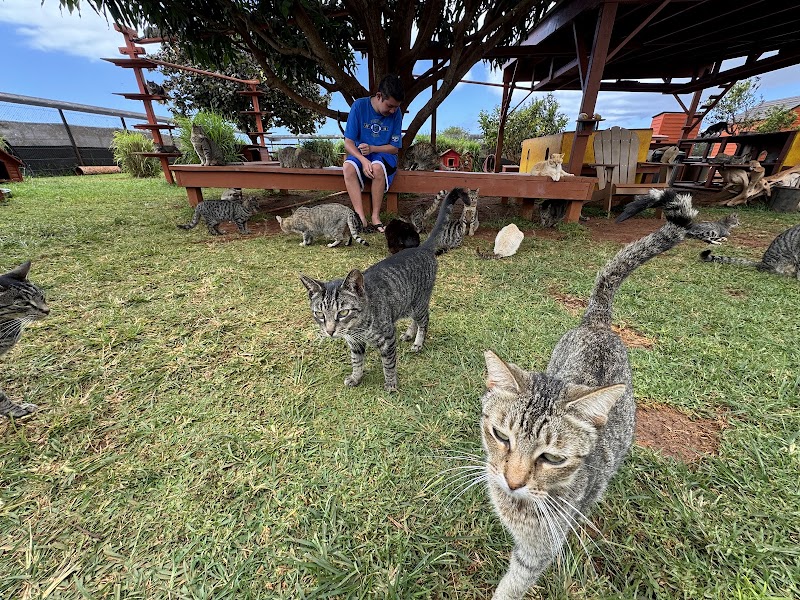 Lānaʻi Cat Sanctuary, Lanai