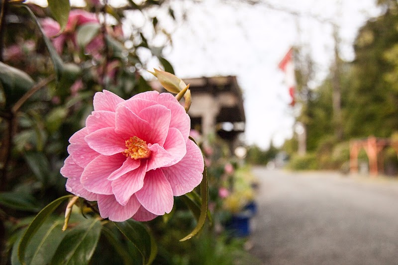 Naa'Waya'Sum Gardens (formerly the Tofino Botanical Gardens), Tofino