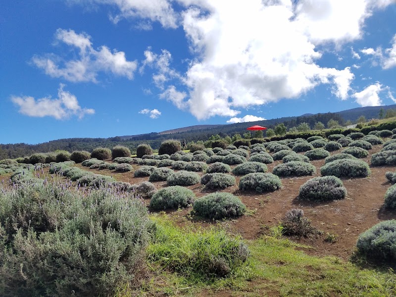 Ali'i Kula Lavender, Maui